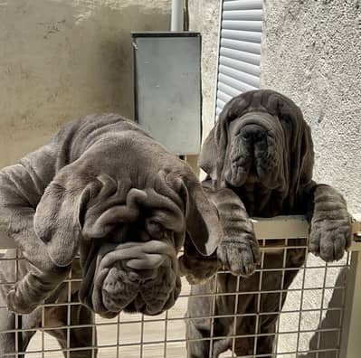 IMPORTED NEAPOLITAN MASTIFF PUPPIES AVAILABLE FOR SALE
