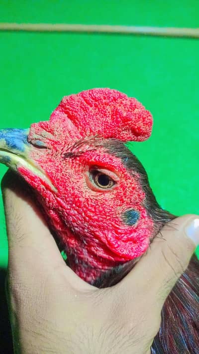 Thai baredar male for sale