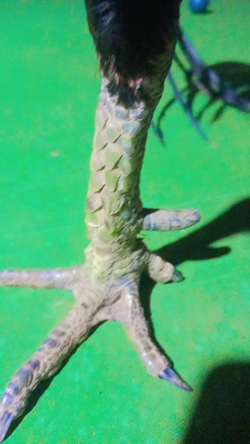 Thai baredar male for sale — photo 4