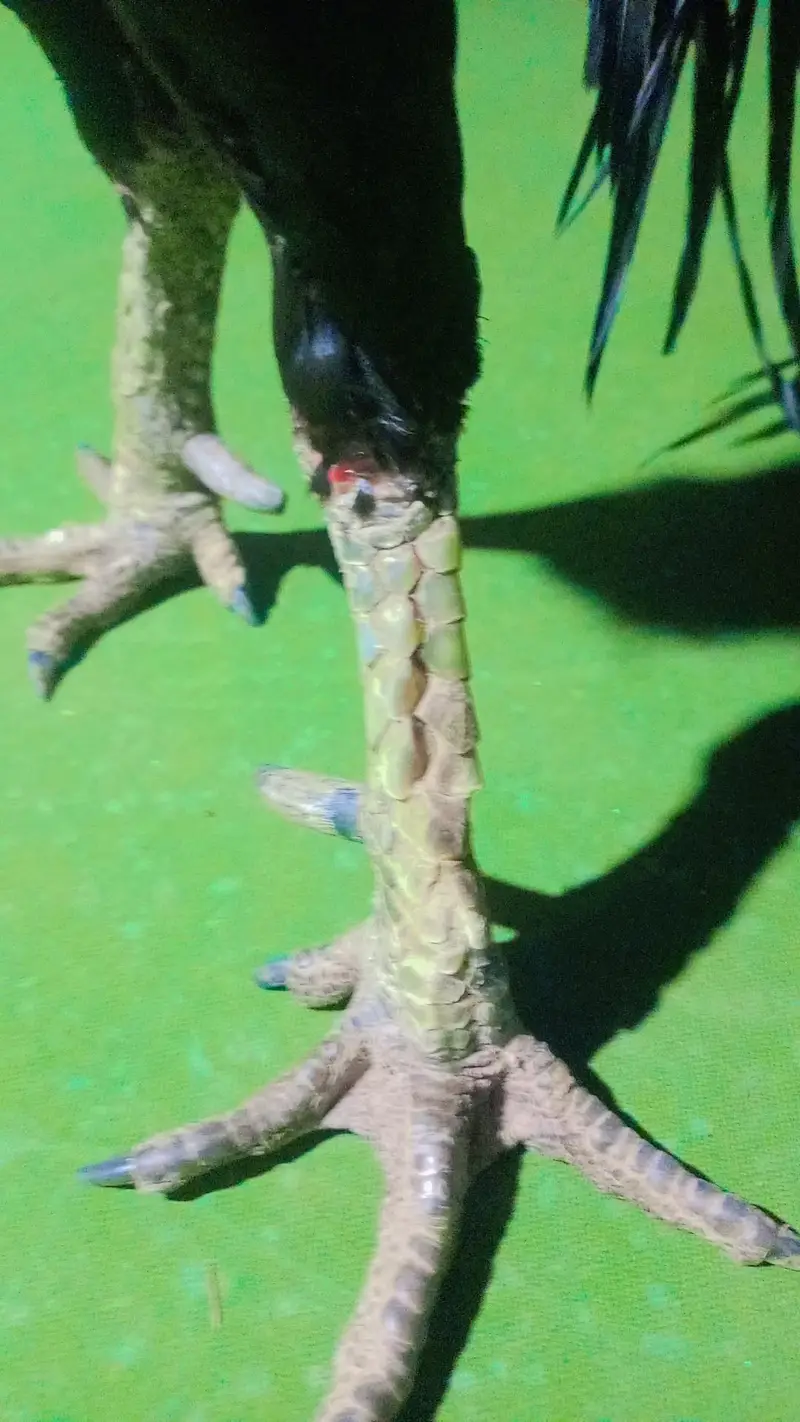 Thai baredar male for sale — photo 5