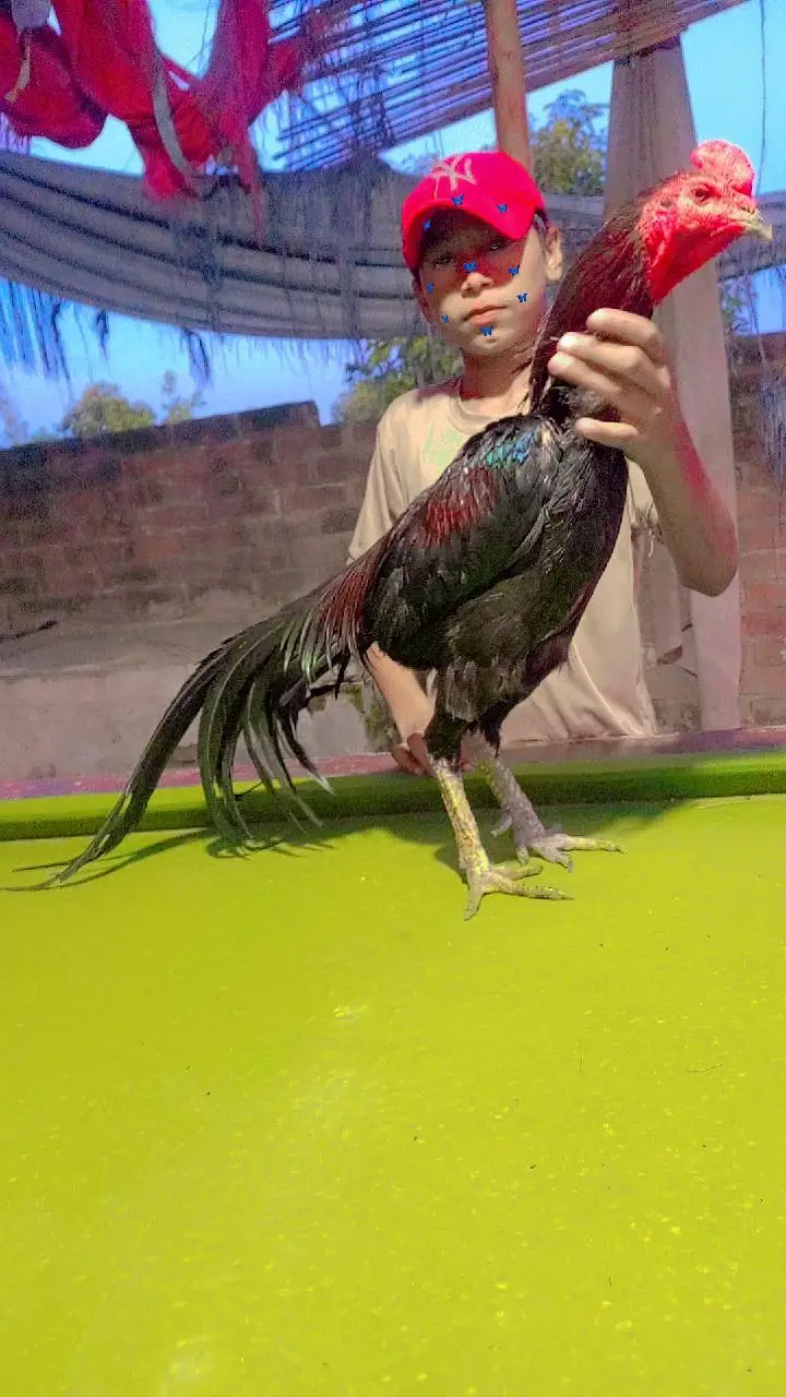 Thai baredar male for sale — photo 8
