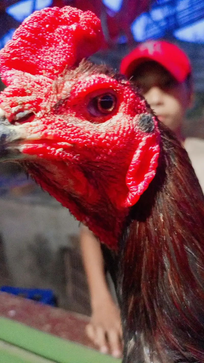 Thai baredar male for sale — photo 9