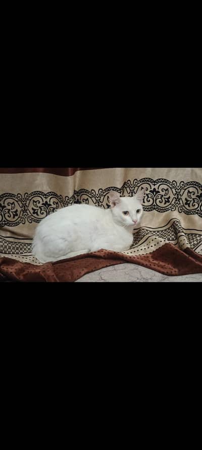cat for sell