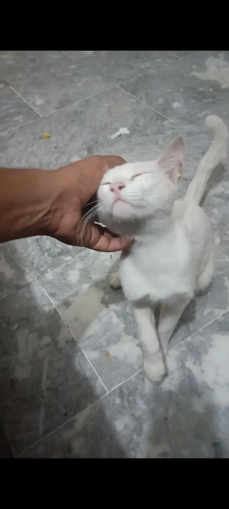 cat for sell — photo 2