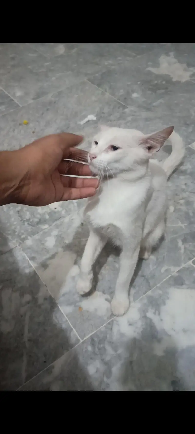 cat for sell — photo 3