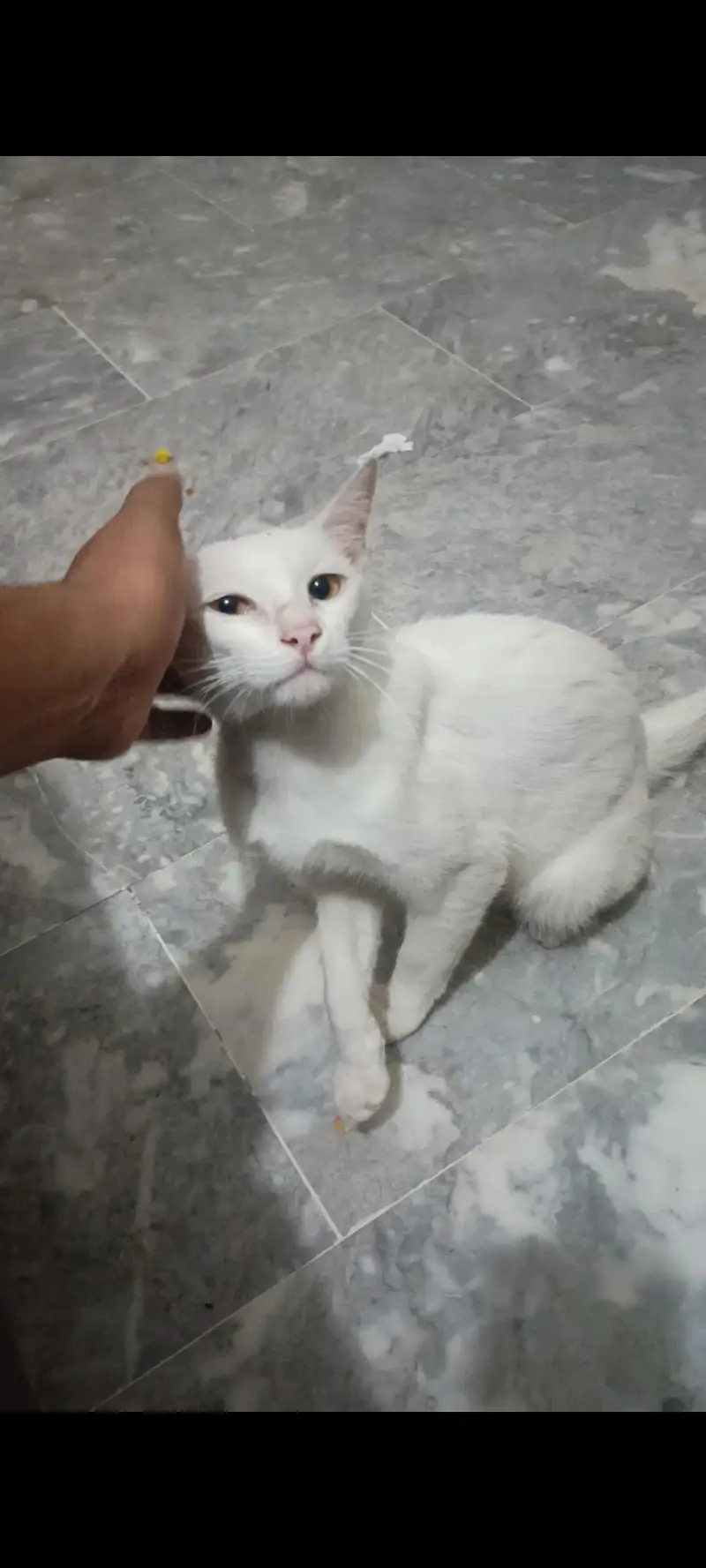 cat for sell — photo 4