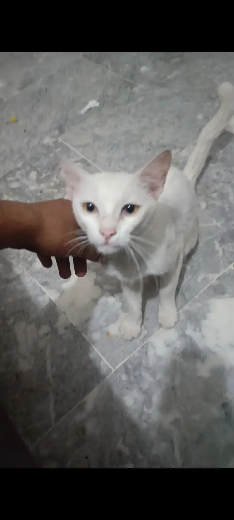 cat for sell — photo 5