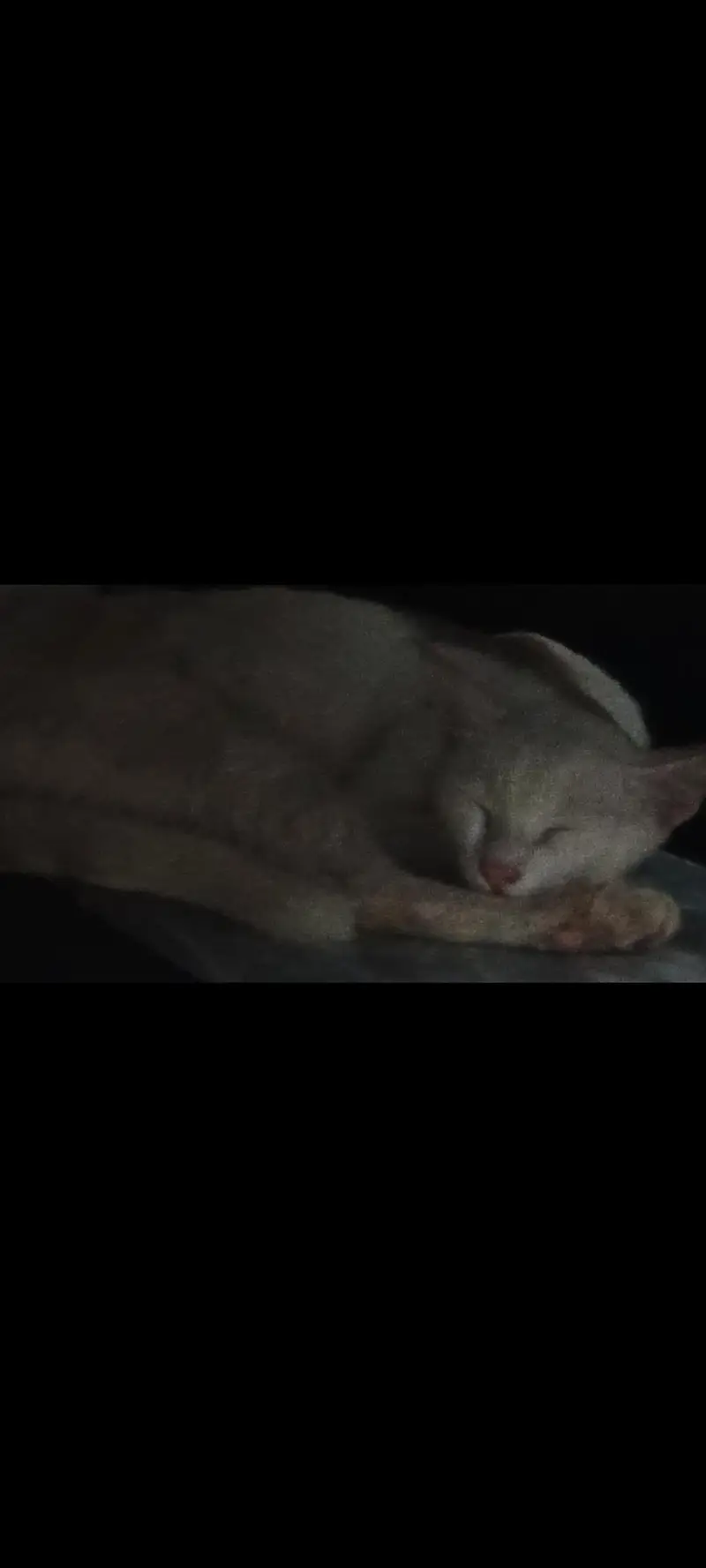 cat for sell — photo 6