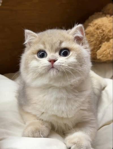 TOP QUALITY BRITISH SHORTHAIR KITTENS AVAILABLE FOR SALE
