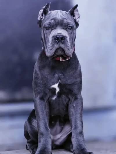 IMPORTED CANE CORSO PUPPY HIGH QUALITY  AVAILABLE