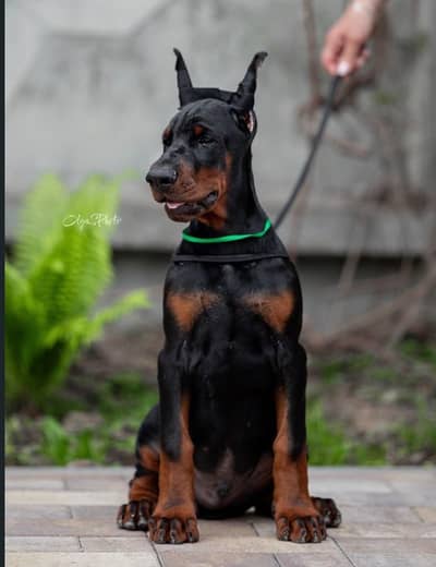 IMPORTED DOBERMAN PUPPIES AVAILABLE FOR SALE