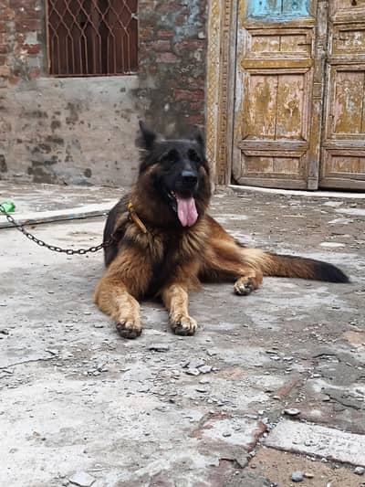 German Shepherd