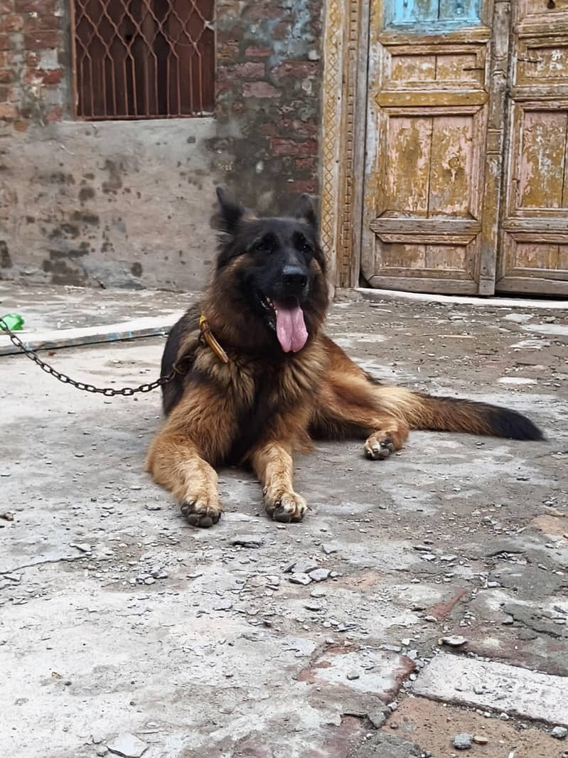 German Shepherd 0