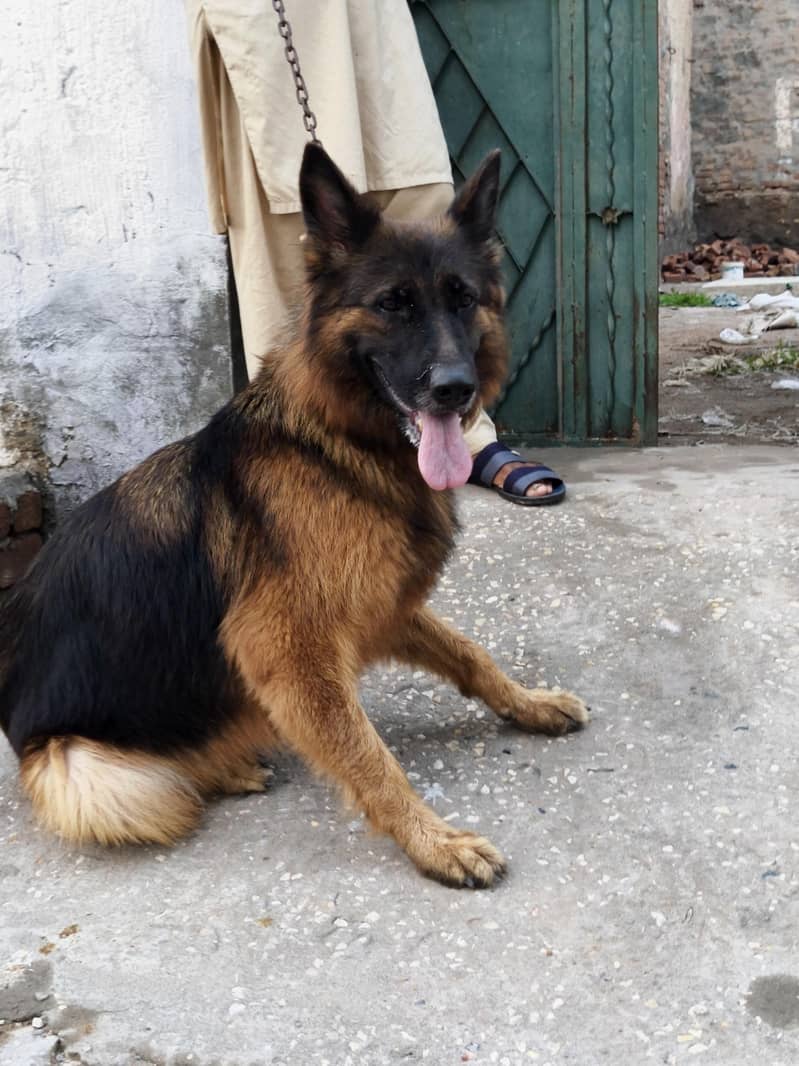 German Shepherd 1