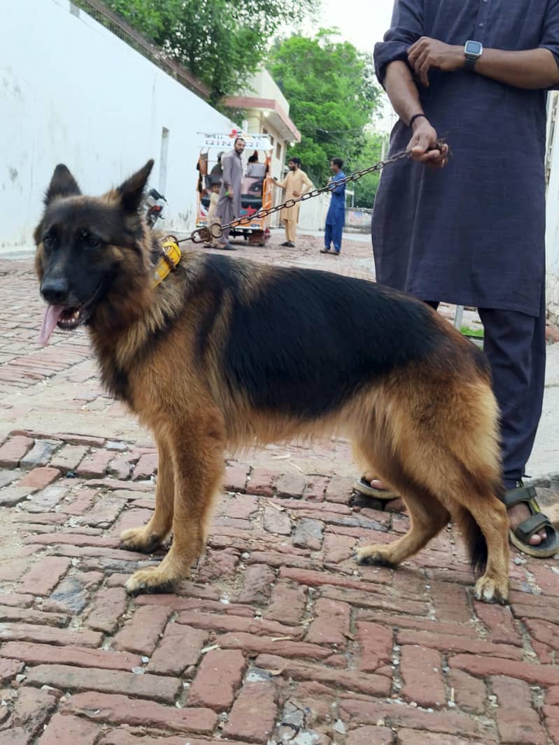 German Shepherd 2