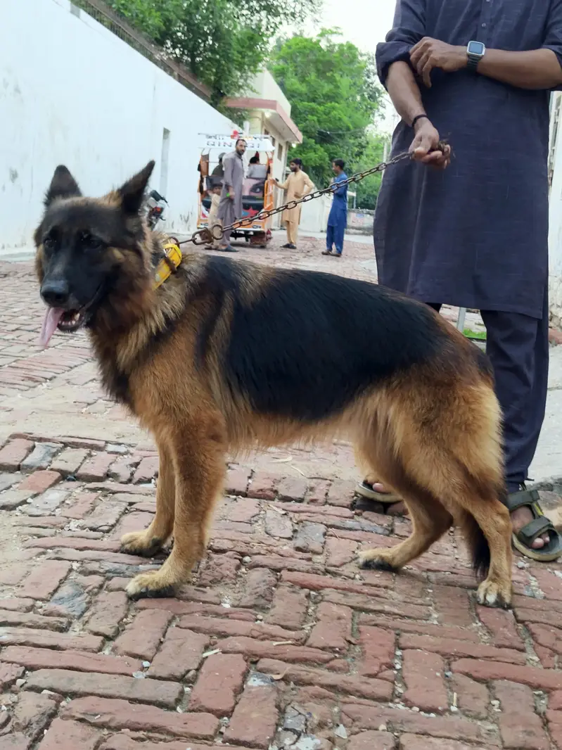 German Shepherd — photo 3