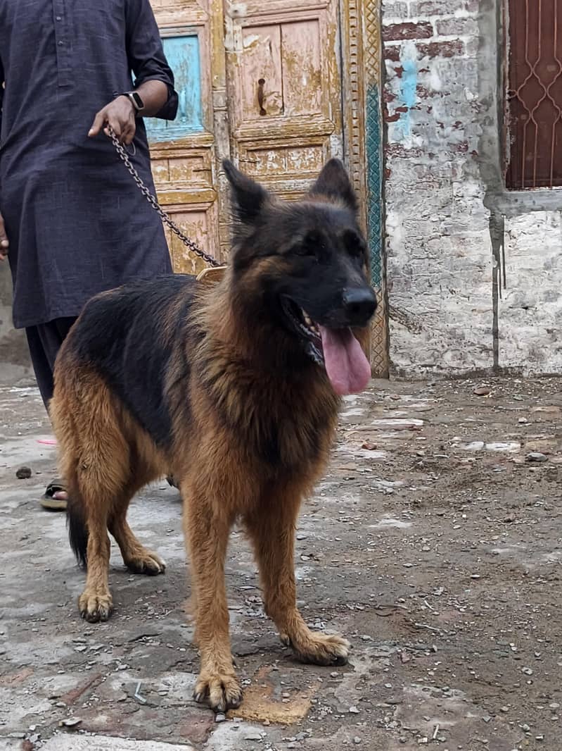 German Shepherd 3