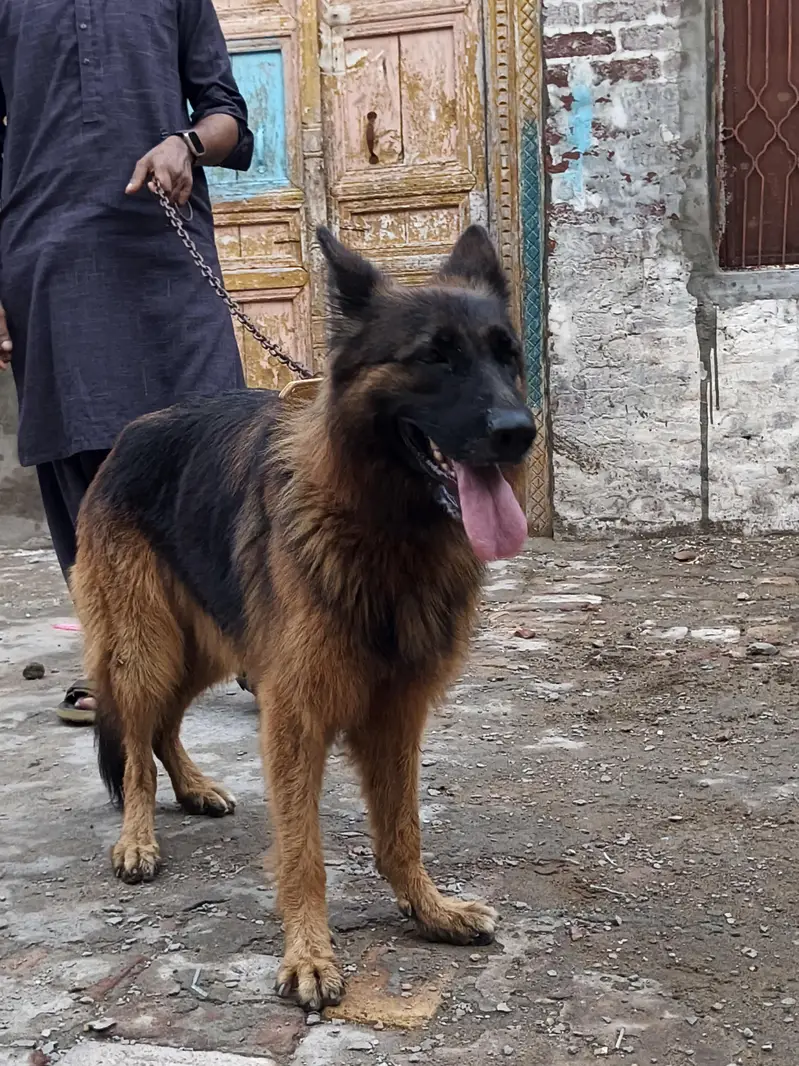 German Shepherd — photo 4