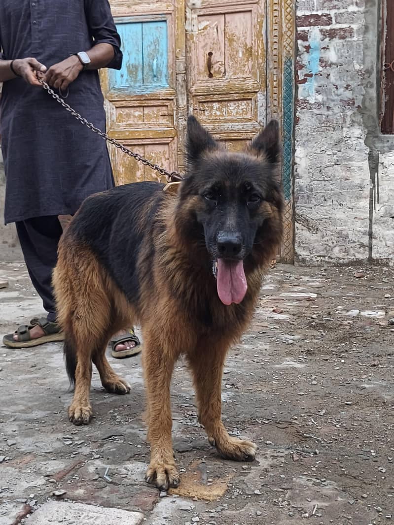 German Shepherd 4