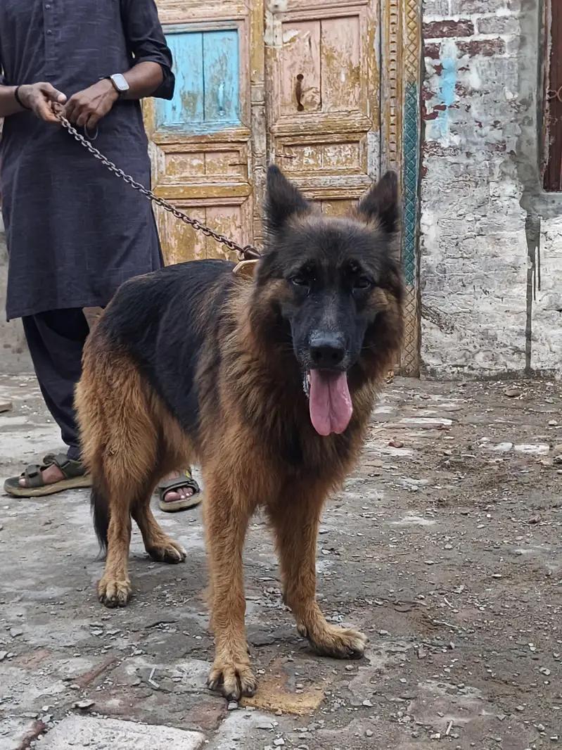 German Shepherd — photo 5