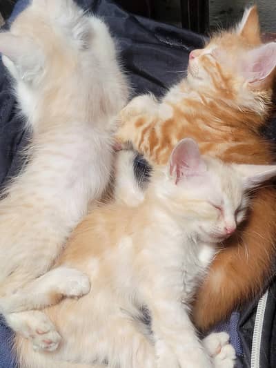 Turkish x Persian breed mix kittens and Males available