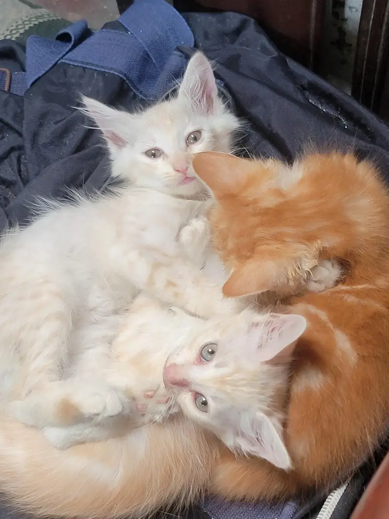 Turkish x Persian breed mix kittens and Males available — photo 2