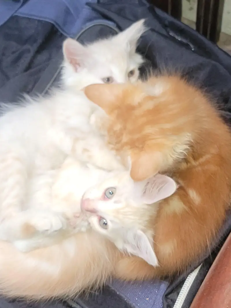 Turkish x Persian breed mix kittens and Males available — photo 3