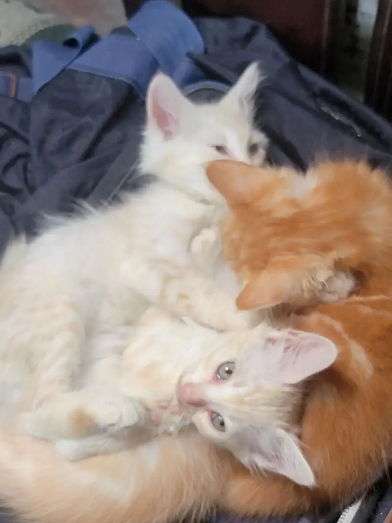Turkish x Persian breed mix kittens and Males available — photo 4
