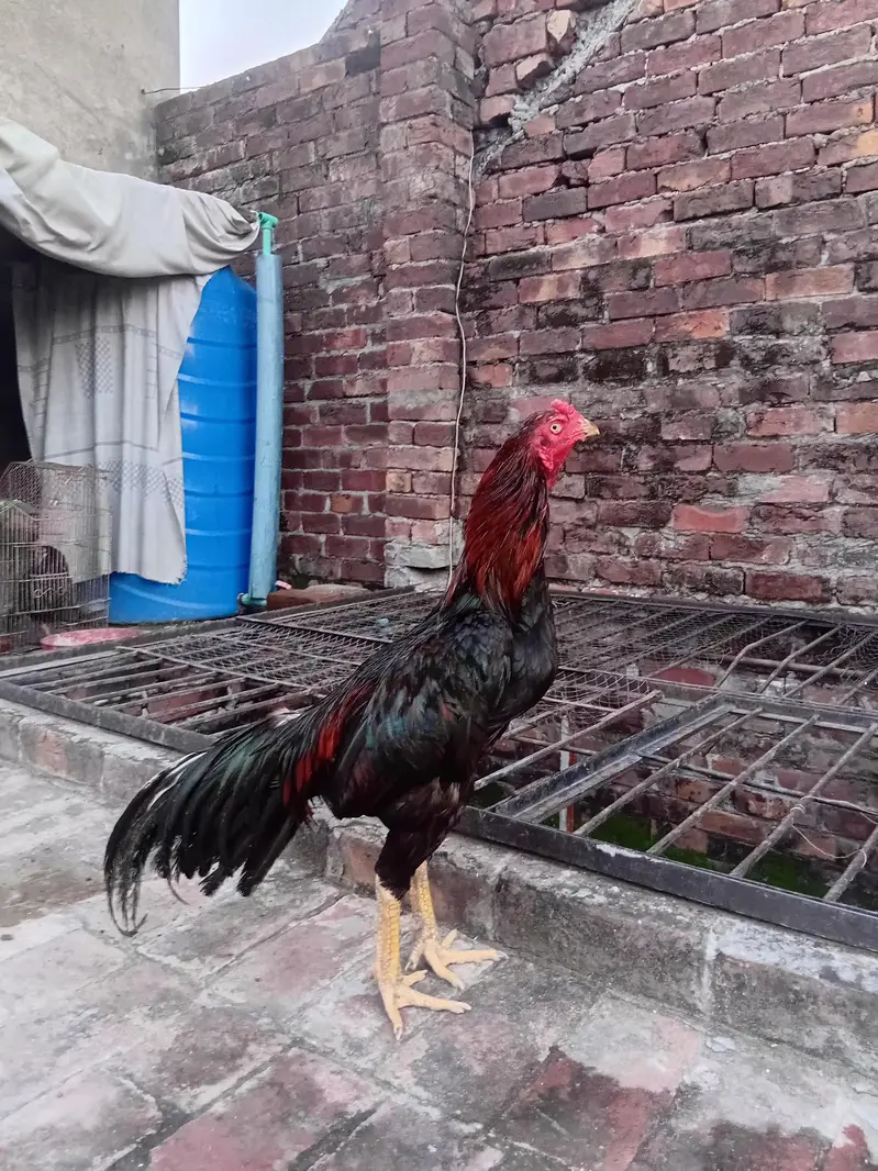 aseel pakistani — photo 2