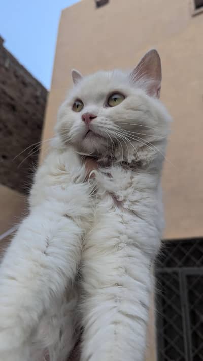 triple cotted punch face beautiful Persian female cat wtsp 03188100390