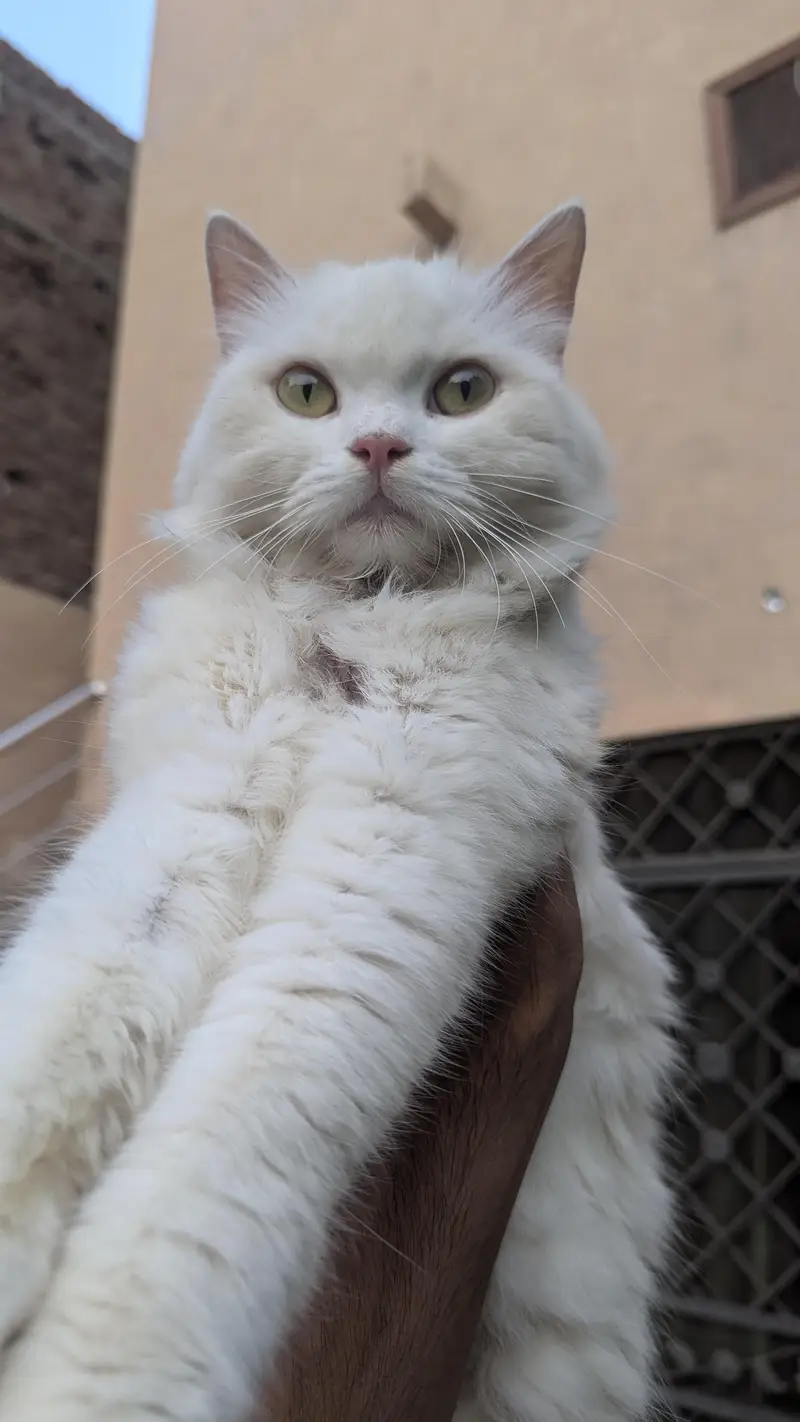 triple cotted punch face beautiful Persian female cat wtsp 03188100390 — photo 2