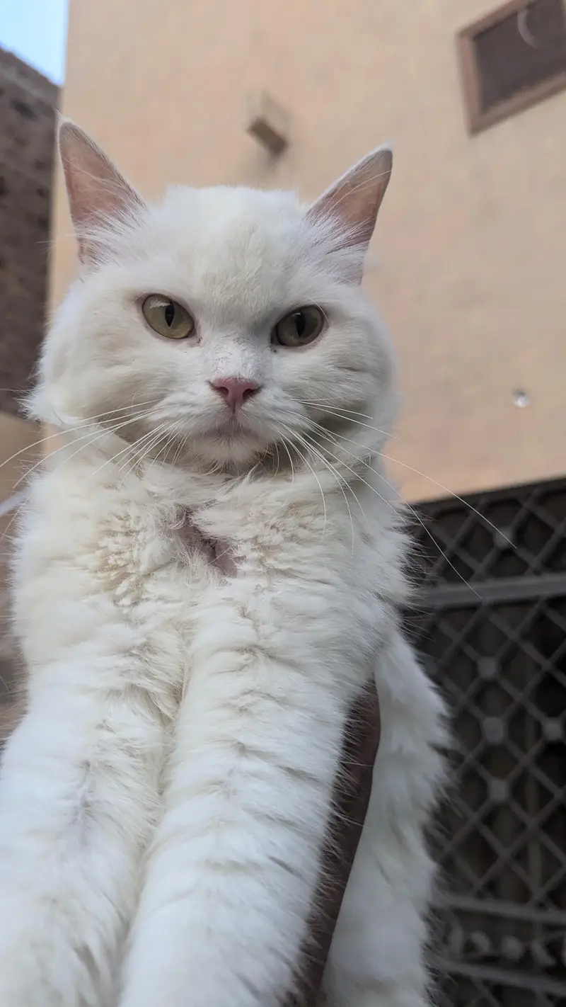triple cotted punch face beautiful Persian female cat wtsp 03188100390 — photo 3