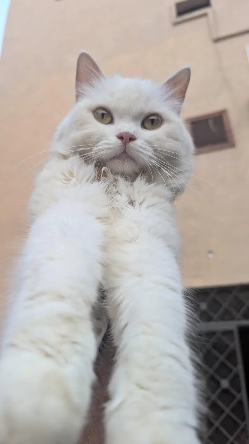 triple cotted punch face beautiful Persian female cat wtsp 03188100390 — photo 4