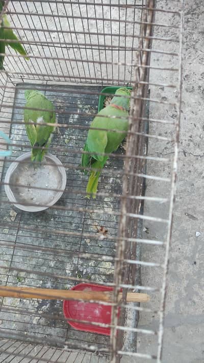 baby parrot 