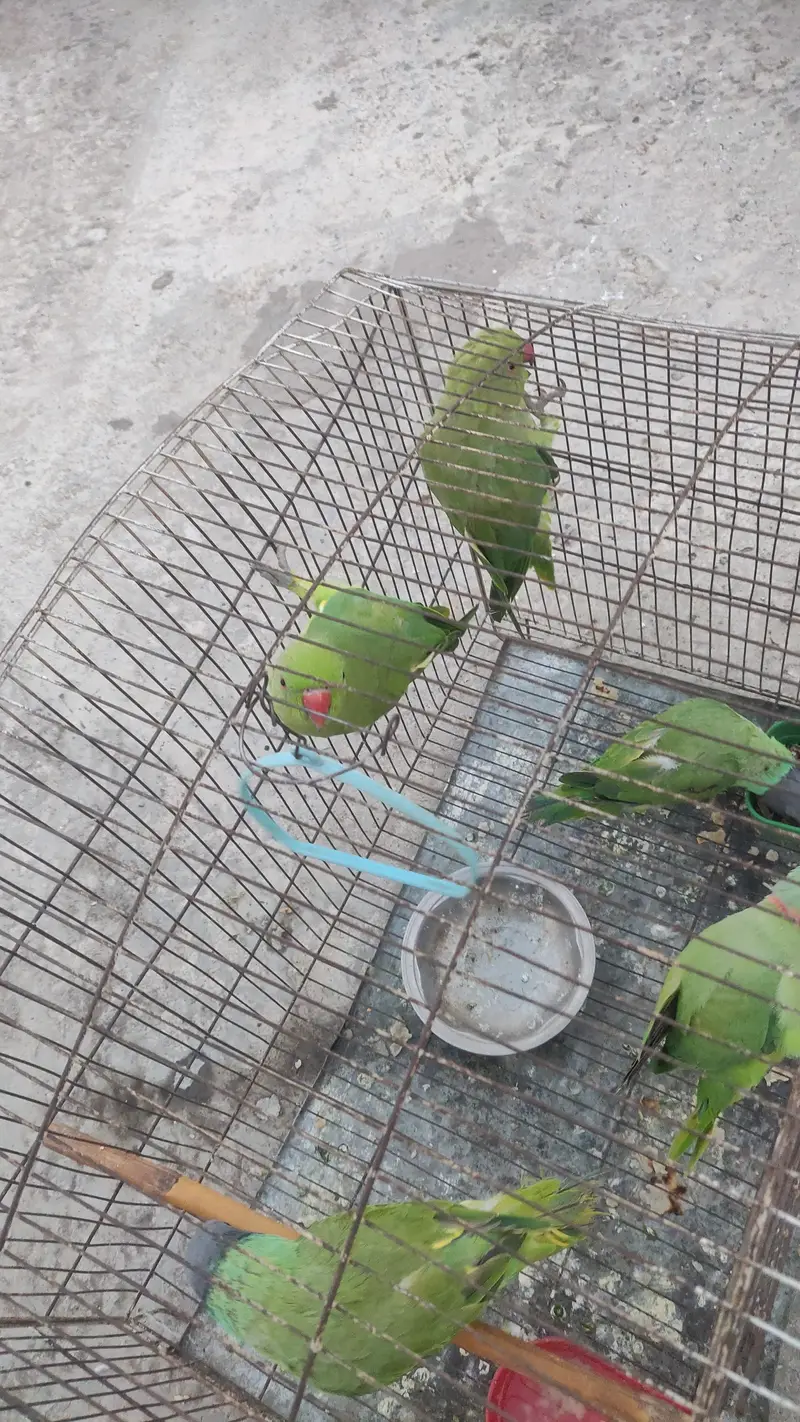 baby parrot  — photo 2