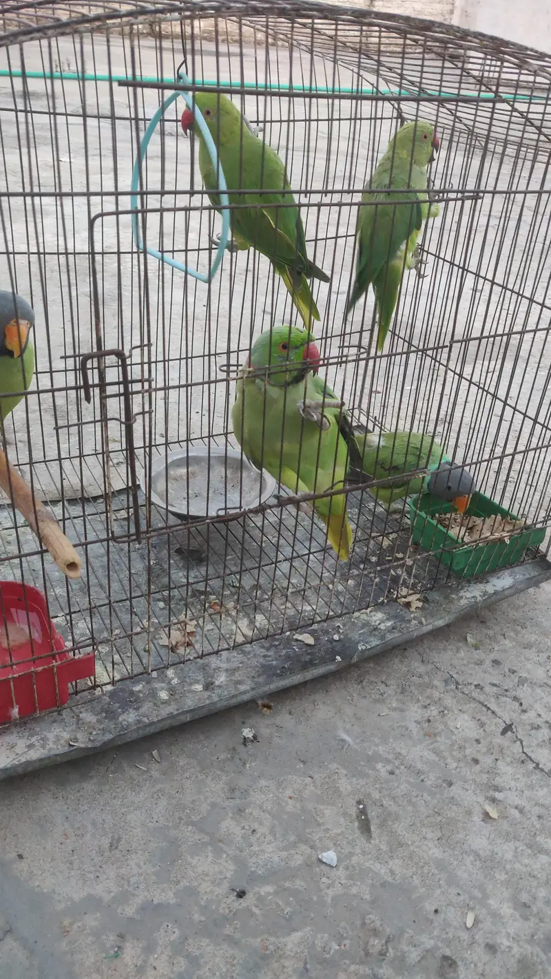 baby parrot  — photo 3