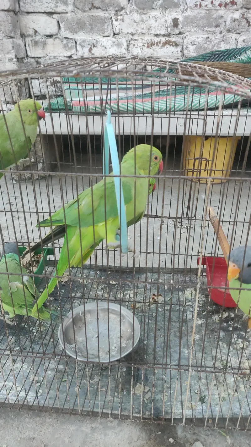 baby parrot  — photo 4