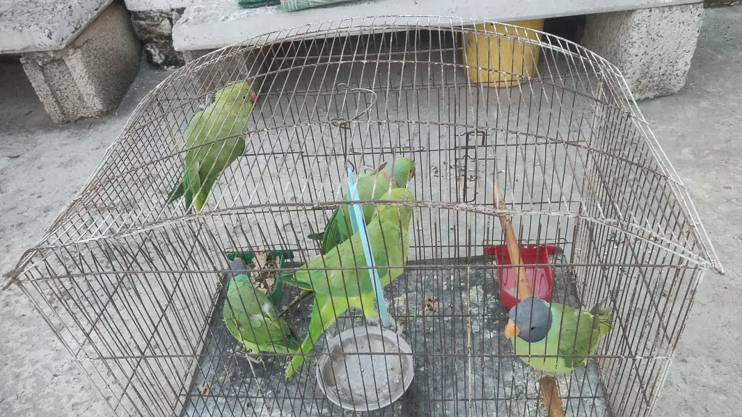 baby parrot  — photo 5