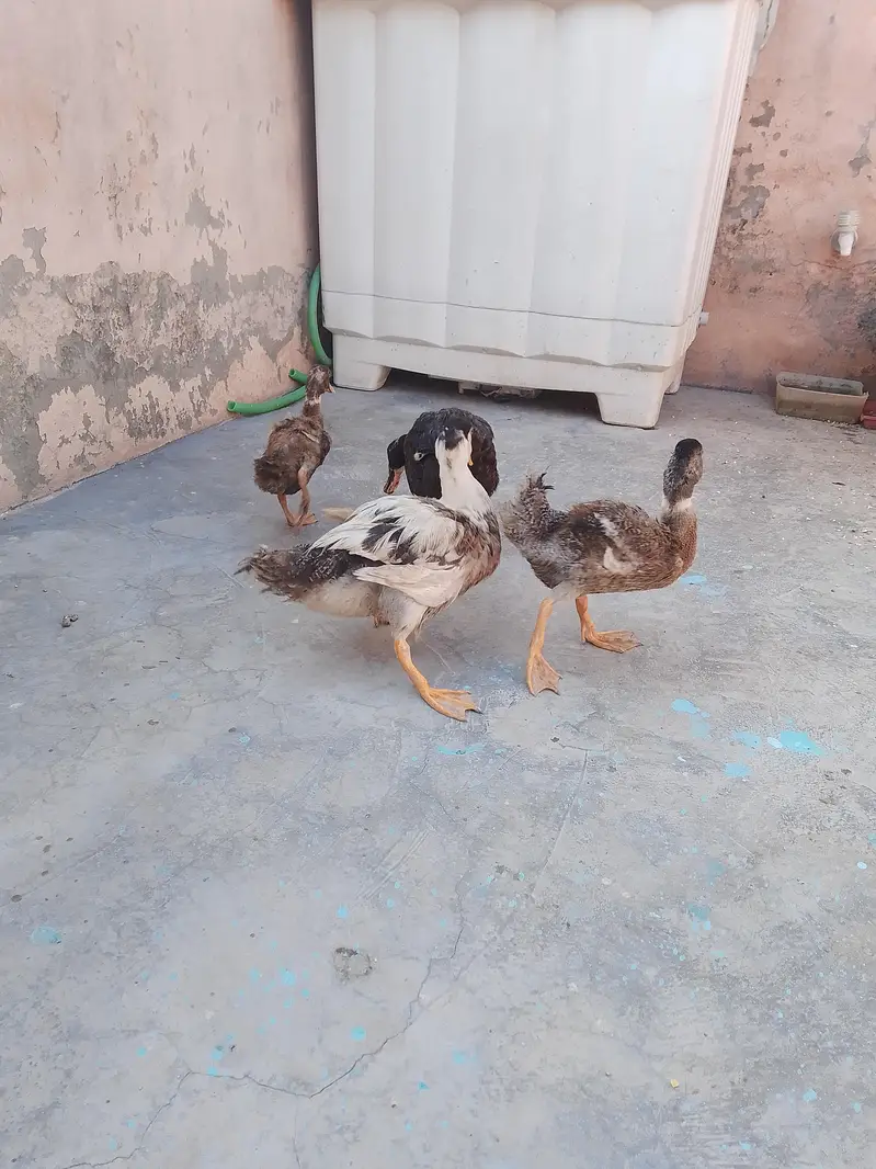 ducks desi