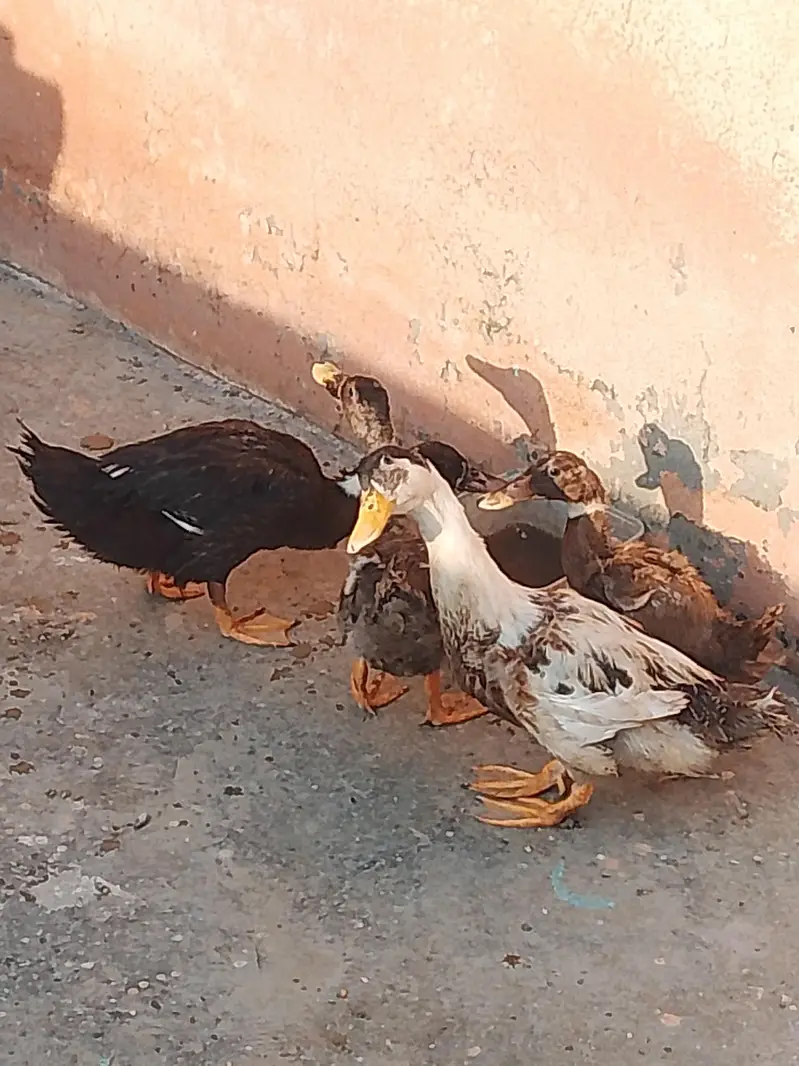 ducks desi — photo 2