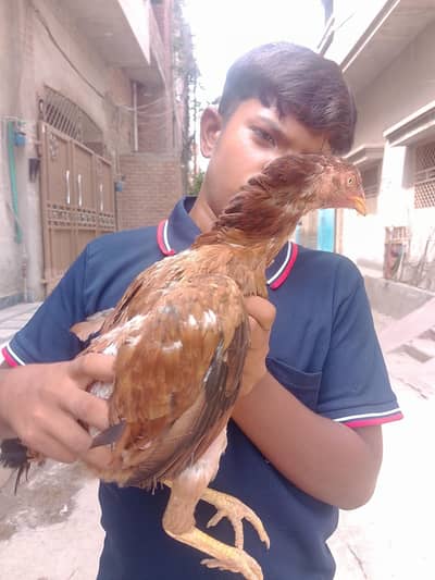 aseel mianwali murgi WhatsApp numbers chat mein de de