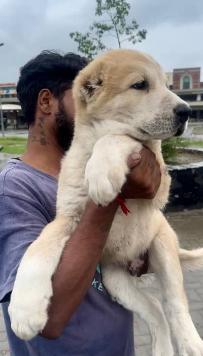 IMPORTED ALABAI PUPPIES ARE AVAILABLE FOR SALE