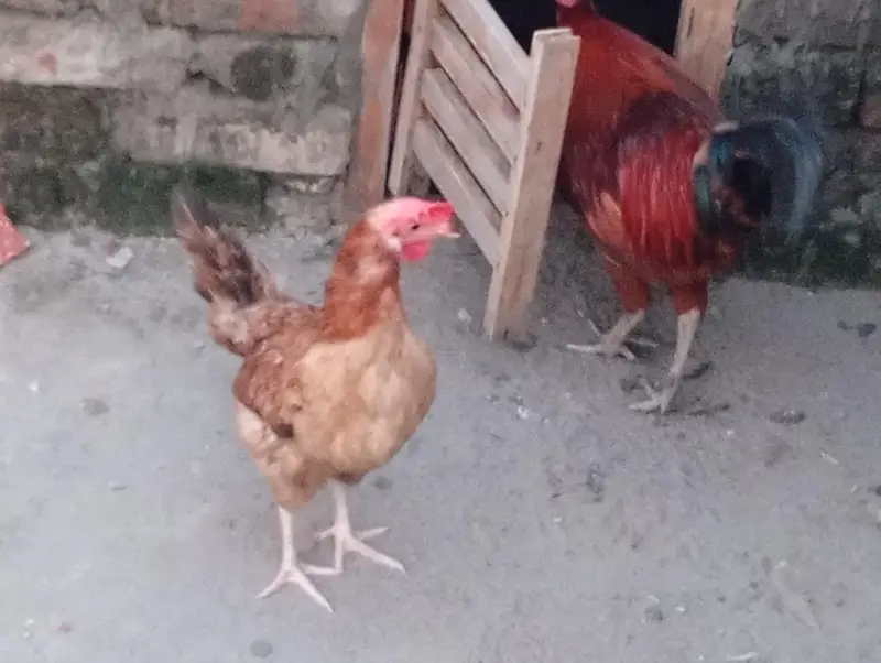 golden Shri murgi pair hai lowe prise me — photo 3