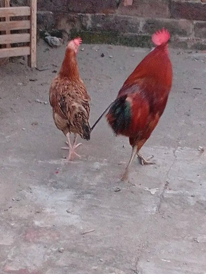 golden Shri murgi pair hai lowe prise me — photo 4