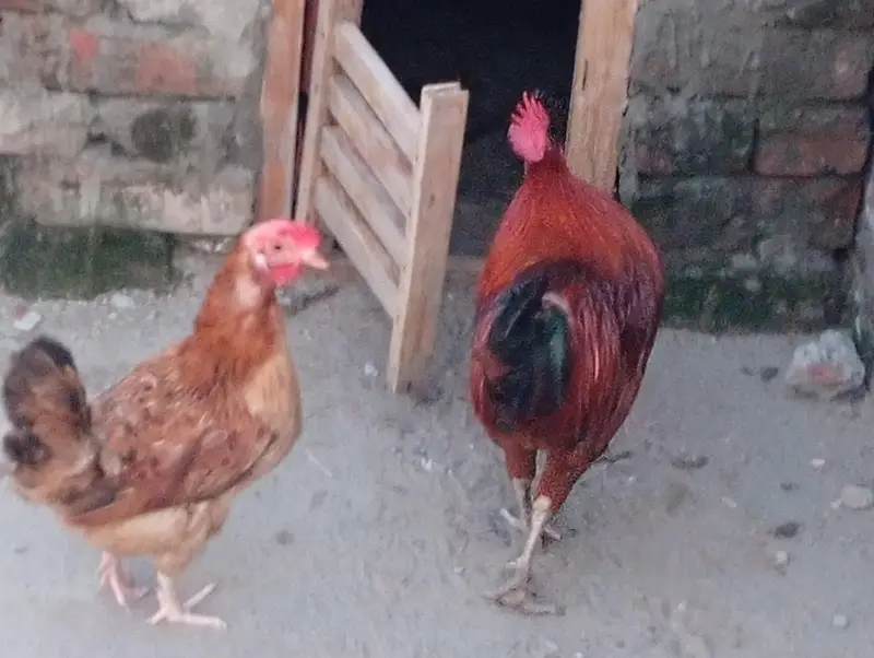 golden Shri murgi pair hai lowe prise me — photo 5