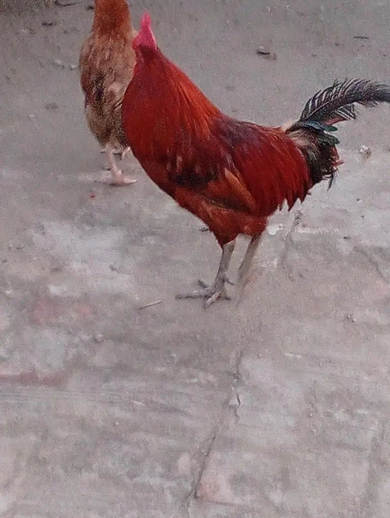 golden Shri murgi pair hai lowe prise me — photo 6