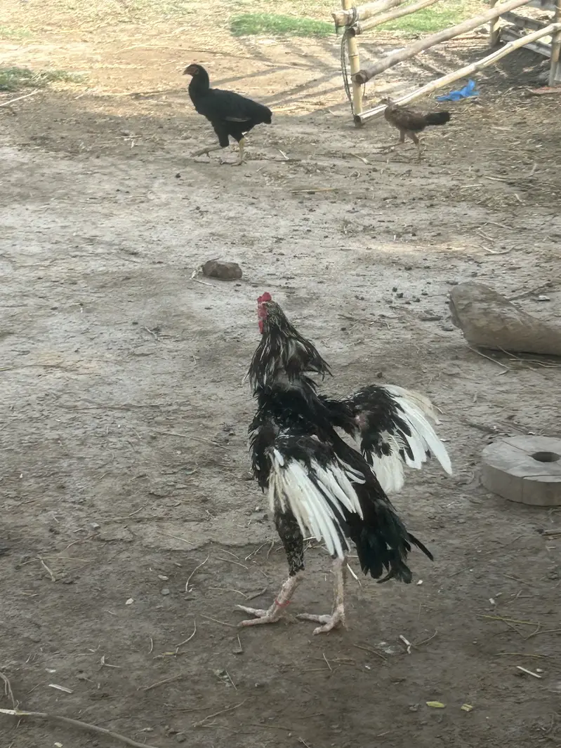 Aseel Cheena patha — photo 2