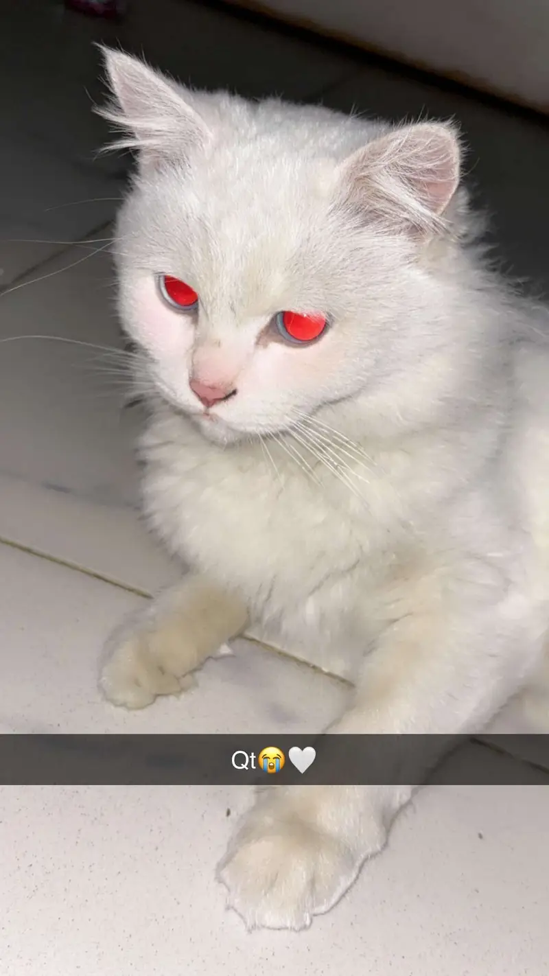 Persian cat — photo 3