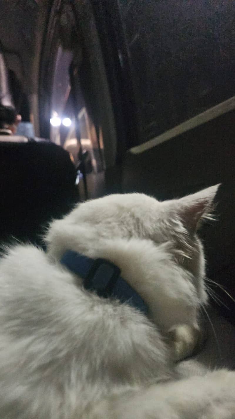 Persian cat 1