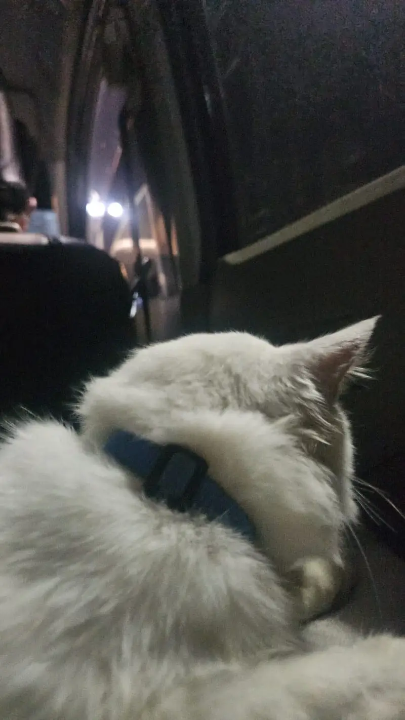 Persian cat — photo 2